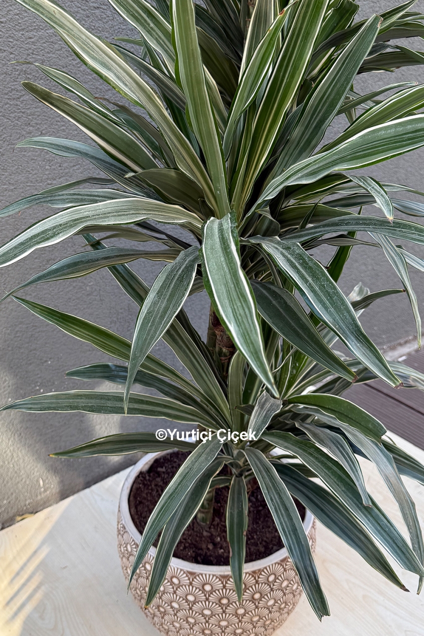 Dracena Varneski Serisi 1