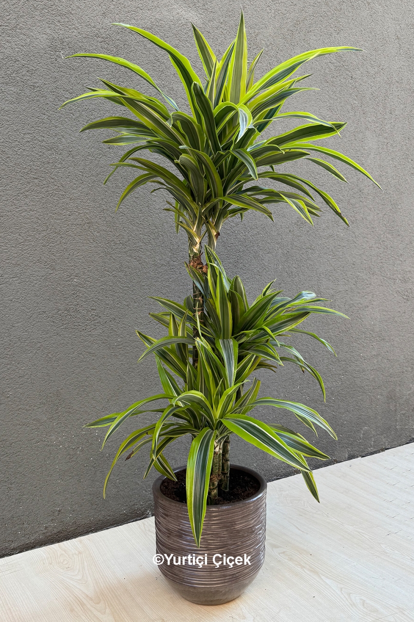Dracena Lemon Lime Series 3