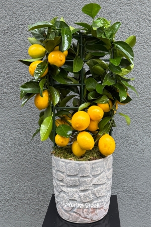 Limon Ağacı