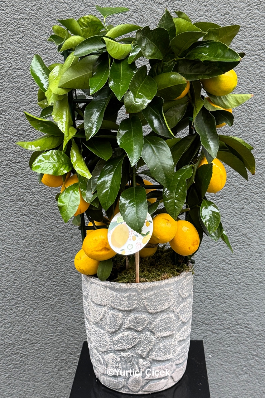 Limon Ağacı